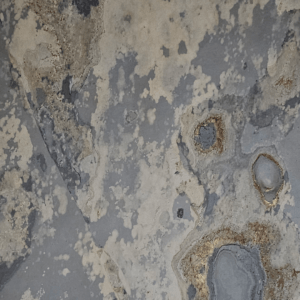 Autumn Rustic Transparent